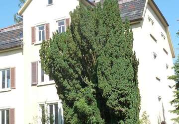 Wohnung Reutlingen - 1 Zimmer, 23 m&sup2;, 290&euro; | Angebot:22169760